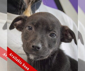 Jack Russell Terrier-Unknown Mix Dogs for adoption in Huntley, IL, USA