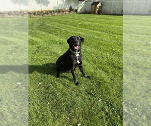 Huskies -Labrador Retriever Mix Dogs for adoption in Elmsford, NY, USA