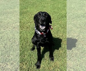 Labrador Retriever-Unknown Mix Dogs for adoption in Fort Worth, TX, USA