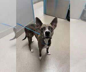 Catahoula Leopard Dog-Unknown Mix Dogs for adoption in Las Vegas, NV, USA