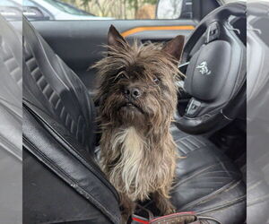 Cairn Terrier Dogs for adoption in Vail, AZ, USA