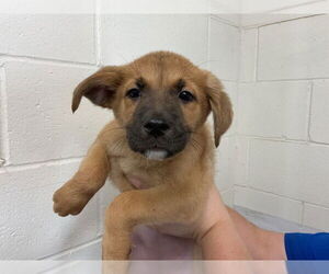 German Shepherd Dog Dogs for adoption in San Bernardino, CA, USA