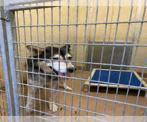 Alaskan Husky Dogs for adoption in Texas City, TX, USA