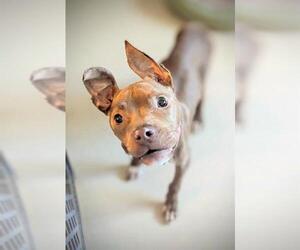 American Pit Bull Terrier Dogs for adoption in Fort Lauderdale, FL, USA