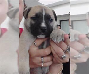 German Shepherd Dog-Siberian Husky Mix Dogs for adoption in Pasadena, TX, USA