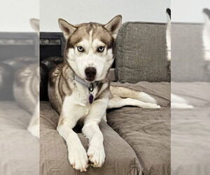 Siberian Husky Dogs for adoption in Severn, MD, USA
