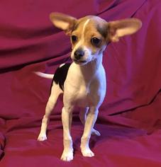 Chihuahua Dogs for adoption in Sparta, IL, USA