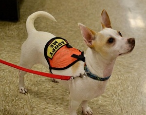 Jack Chi Dogs for adoption in Poughkeepsie, GA, USA