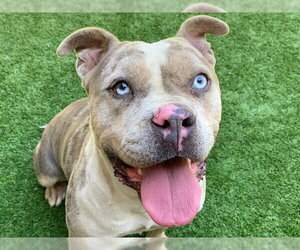 Mutt Dogs for adoption in Moreno Valley, CA, USA