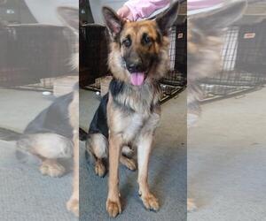 German Shepherd Dog Dogs for adoption in Dublin, OH, USA