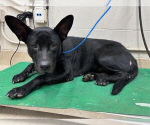 German Shepherd Dog-Unknown Mix Dogs for adoption in Grand Prairie, TX, USA