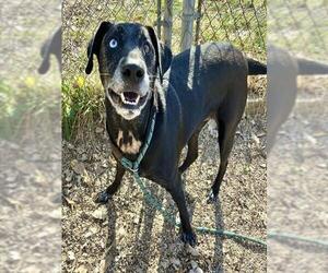 Labsky Dogs for adoption in Peoria, IL, USA