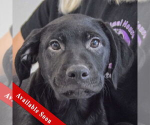 Mutt Dogs for adoption in Huntley, IL, USA