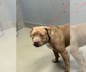 Mastiff-Unknown Mix Dogs for adoption in Las Vegas, NV, USA