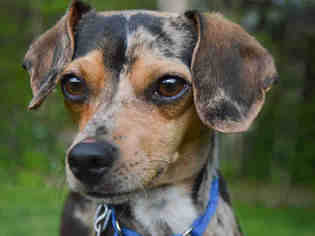 Chiweenie Dogs for adoption in Pittsburgh, PA, USA