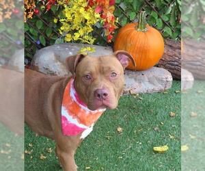 American Pit Bull Terrier-Unknown Mix Dogs for adoption in Oklahoma City, OK, USA