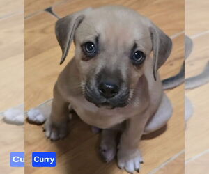 Labrador Retriever-Unknown Mix Dogs for adoption in Alexander, AR, USA