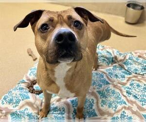 American Staffordshire Terrier-Bulldog Mix Dogs for adoption in Raleigh, NC, USA