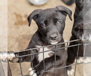 Border Collie-Unknown Mix Dogs for adoption in Landenberg, PA, USA