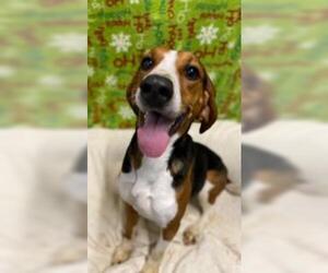 Treeing Walker Coonhound Dogs for adoption in Sistersville, WV, USA