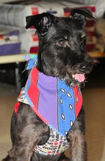 Mutt Dogs for adoption in Richardson, TX, USA