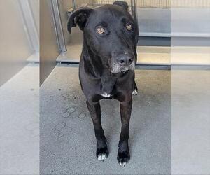 American Pit Bull Terrier-Unknown Mix Dogs for adoption in Downey, CA, USA