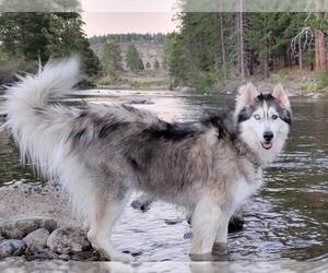 Siberian Husky-Unknown Mix Dogs for adoption in Incline Village, NV, USA