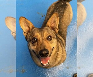Unknown-Welsh Corgi Mix Dogs for adoption in Calgary, Alberta, Canada