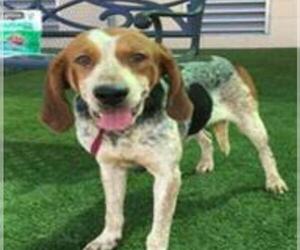 Bluetick Coonhound Dogs for adoption in Oakland Park, FL, USA