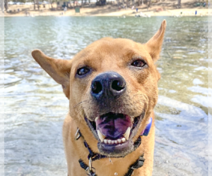 Mutt Dogs for adoption in San Ramon, CA, USA