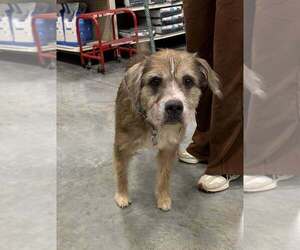 Mutt Dogs for adoption in Abbeville, LA, USA