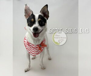 Rat-Cha Dogs for adoption in Benton, LA, USA