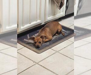 Chihuahua-Unknown Mix Dogs for adoption in San Antonio, TX, USA