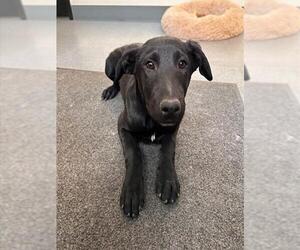 Great Dane-Unknown Mix Dogs for adoption in Big Bear City, CA, USA