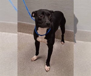 Mutt Dogs for adoption in Las Vegas, NV, USA