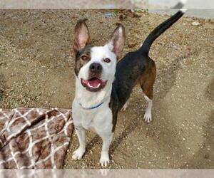 American Boston Bull Terrier Dogs for adoption in Rancho Cucamonga, CA, USA