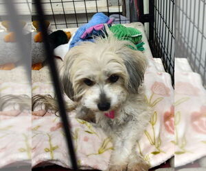 Maltese-Poodle (Toy) Mix Dogs for adoption in Mukwonago, WI, USA