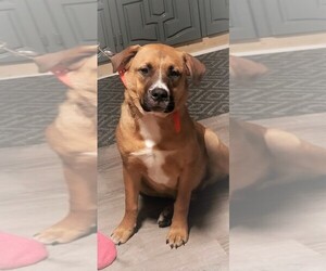 Medium Photo #1 Boxer-German Shepherd Dog Mix Puppy For Sale in CRESCENT CITY, FL, USA