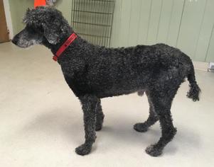 Poodle (Standard) Dogs for adoption in Shaftsbury, VT, USA