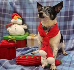 Rat Terrier Dogs for adoption in Elmsford, NY, USA