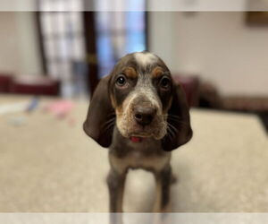 Coonhound Dogs for adoption in Holly Springs, NC, USA
