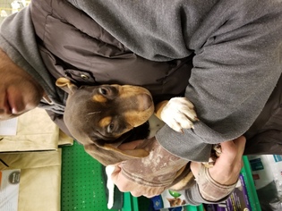 Labrador Retriever-Unknown Mix Dogs for adoption in Morganville, NJ, USA