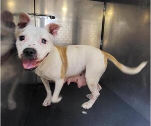 American Staffordshire Terrier-Unknown Mix Dogs for adoption in San Antonio, TX, USA