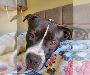 Bullboxer Pit Dogs for adoption in St Helens, OR, USA