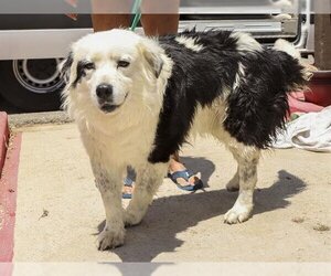Border Collie-Great Pyrenees Mix Dogs for adoption in Ojai, CA, USA