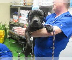 Staffordshire Bull Terrier Dogs for adoption in Ocala, FL, USA