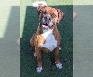 Boxer Dogs for adoption in Ventura, CA, USA