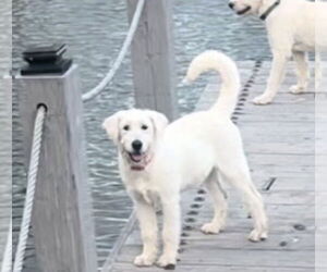 Labrador Retriever-Wheaten Terrier Mix Dogs for adoption in Dana Point, CA, USA