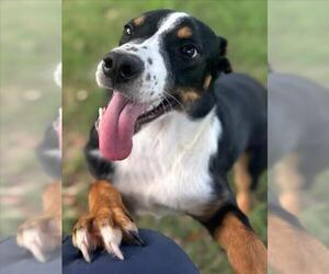 Australian Shepherd-Unknown Mix Dogs for adoption in Texas City, TX, USA