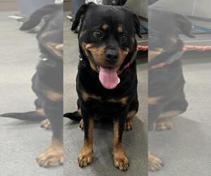 Rottweiler Dogs for adoption in Forestville, MD, USA